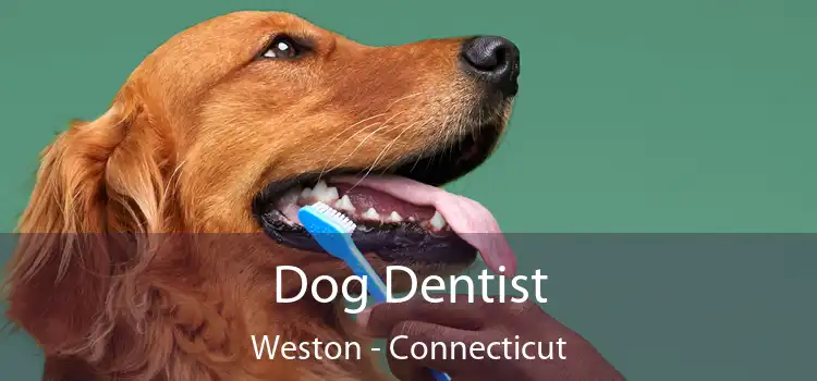 Dog Dentist Weston - Connecticut