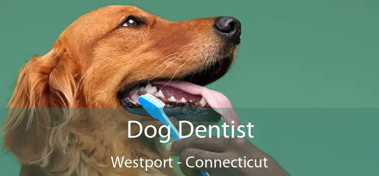 Dog Dentist Westport - Connecticut