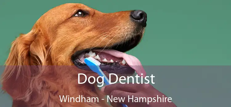 Dog Dentist Windham - New Hampshire