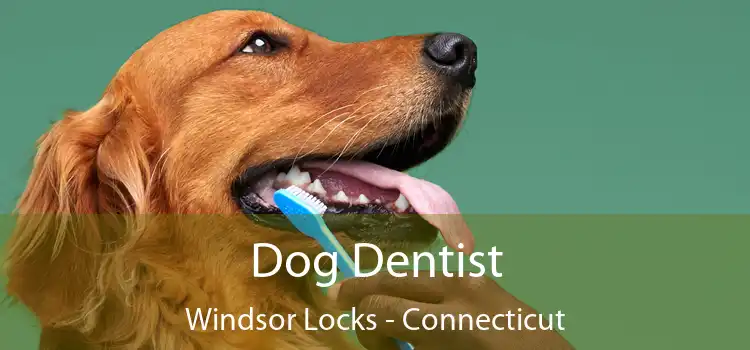 Dog Dentist Windsor Locks - Connecticut