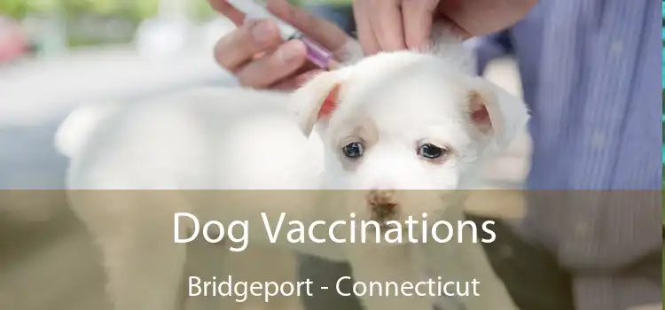 Dog Vaccinations Bridgeport - Connecticut