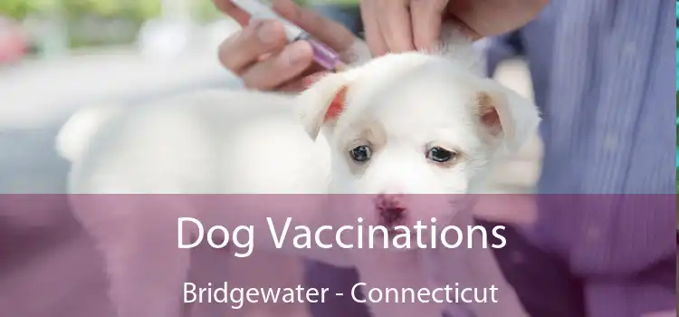 Dog Vaccinations Bridgewater - Connecticut