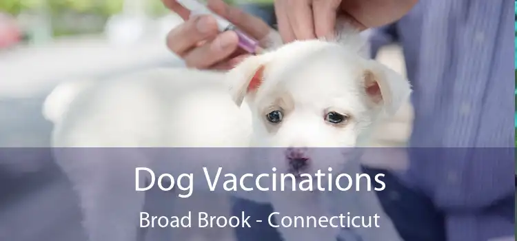 Dog Vaccinations Broad Brook - Connecticut