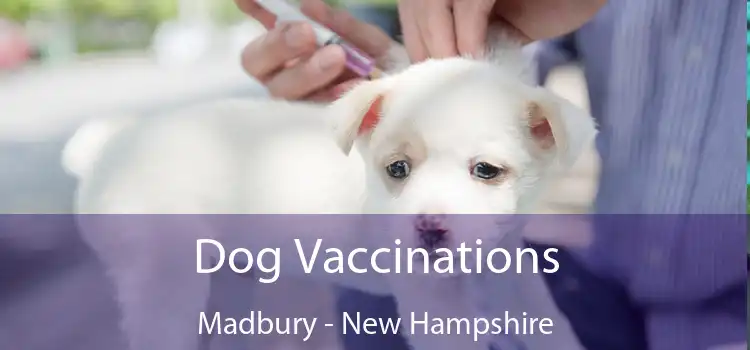 Dog Vaccinations Madbury - New Hampshire