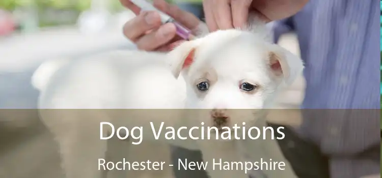 Dog Vaccinations Rochester - New Hampshire