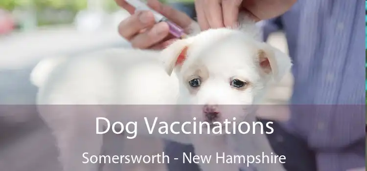 Dog Vaccinations Somersworth - New Hampshire