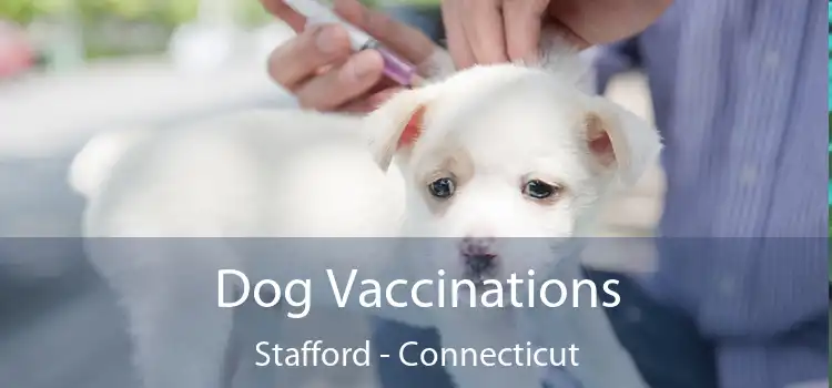 Dog Vaccinations Stafford - Connecticut