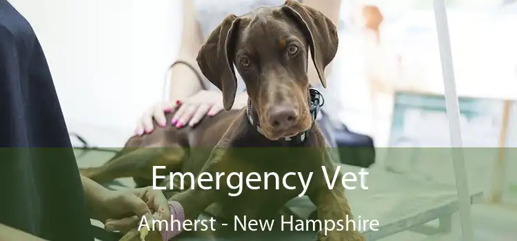 Emergency Vet Amherst - New Hampshire