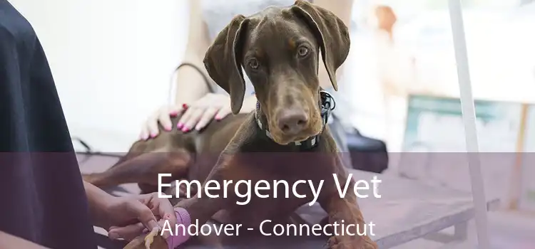 Emergency Vet Andover - Connecticut