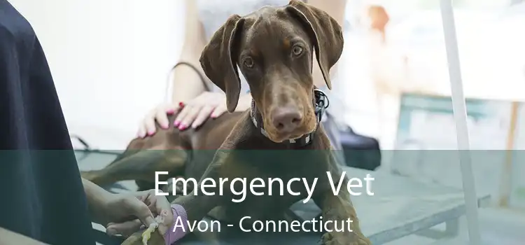 Emergency Vet Avon - Connecticut