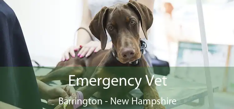 Emergency Vet Barrington - New Hampshire