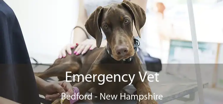 Emergency Vet Bedford - New Hampshire