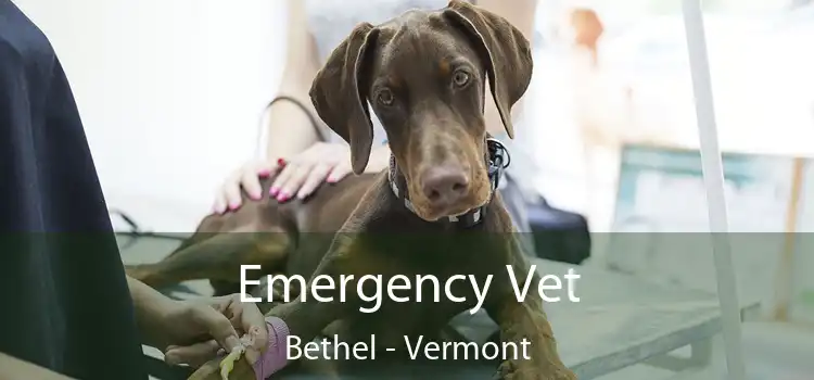 Emergency Vet Bethel - Vermont