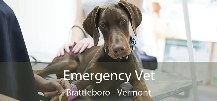 Emergency Vet Brattleboro - Vermont