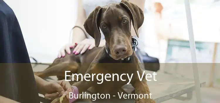 Emergency Vet Burlington - Vermont