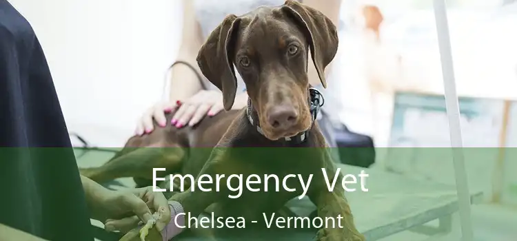 Emergency Vet Chelsea - Vermont