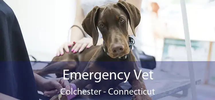 Emergency Vet Colchester - Connecticut