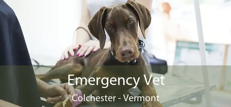 Emergency Vet Colchester - Vermont