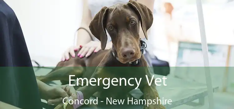 Emergency Vet Concord - New Hampshire