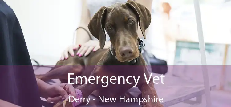 Emergency Vet Derry - New Hampshire