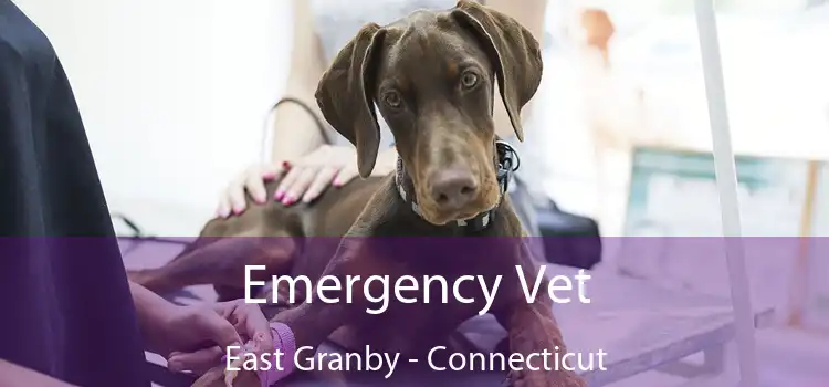 Emergency Vet East Granby - Connecticut