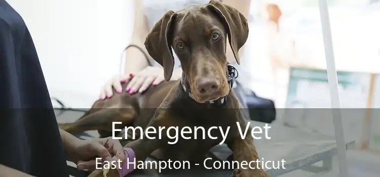 Emergency Vet East Hampton - Connecticut