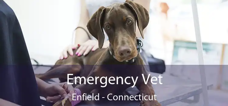 Emergency Vet Enfield - Connecticut