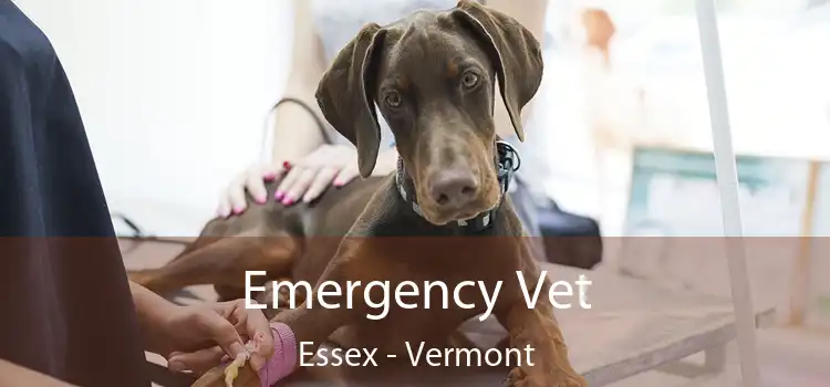 Emergency Vet Essex - Vermont