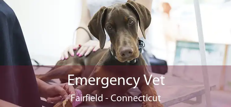 Emergency Vet Fairfield - Connecticut