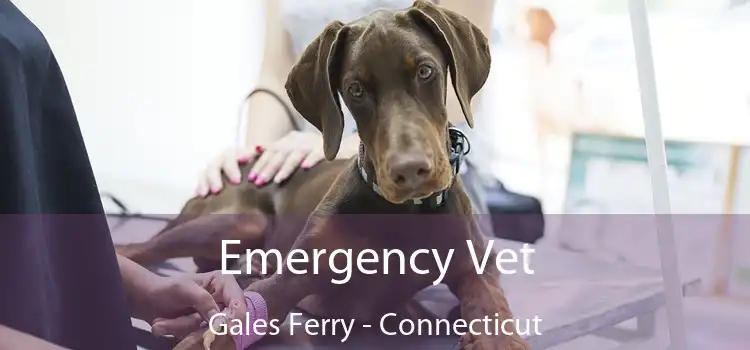 Emergency Vet Gales Ferry - Connecticut