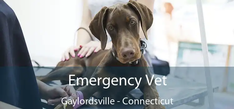 Emergency Vet Gaylordsville - Connecticut