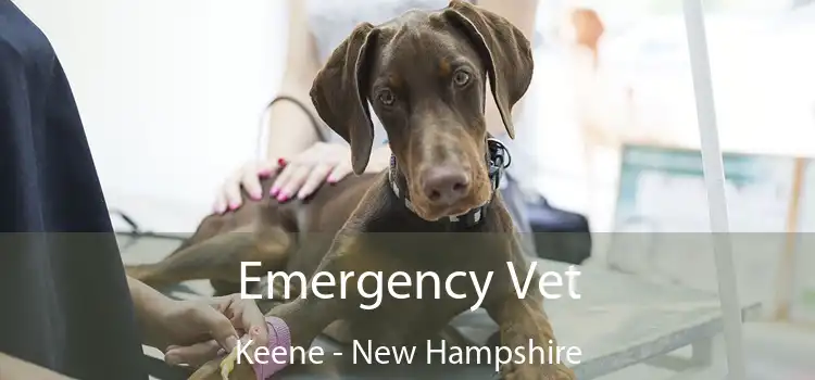 Emergency Vet Keene - New Hampshire