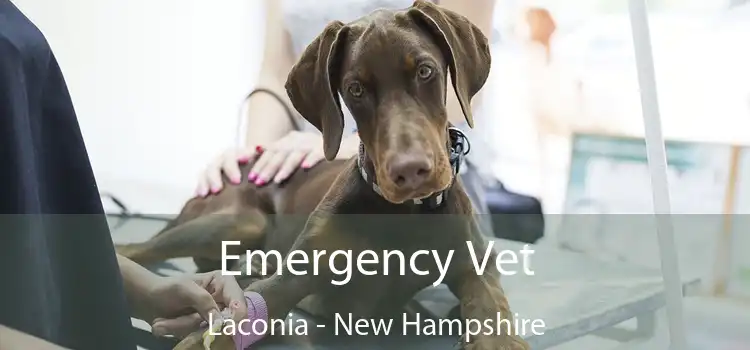 Emergency Vet Laconia - New Hampshire