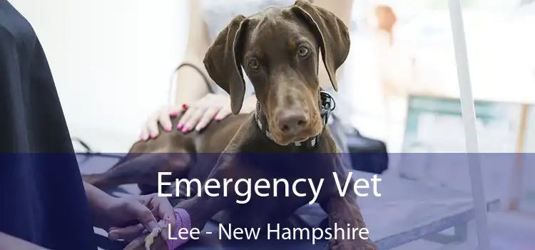 Emergency Vet Lee - New Hampshire