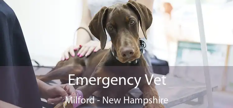 Emergency Vet Milford - New Hampshire