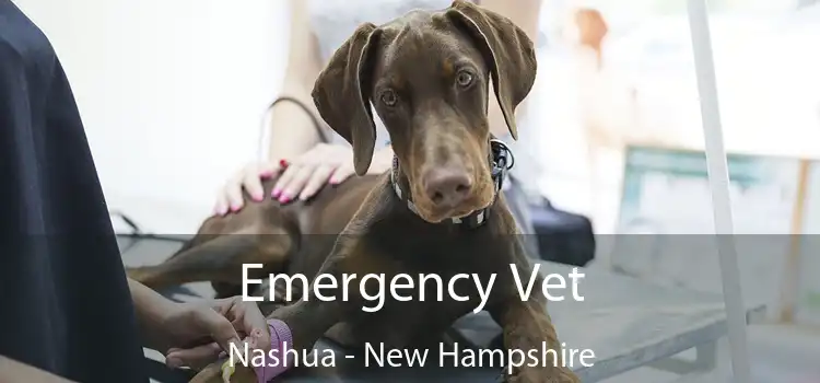 Emergency Vet Nashua - New Hampshire