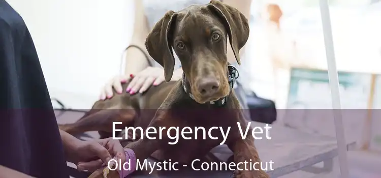 Emergency Vet Old Mystic - Connecticut