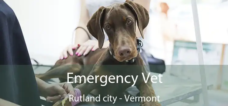 Emergency Vet Rutland city - Vermont