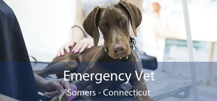 Emergency Vet Somers - Connecticut