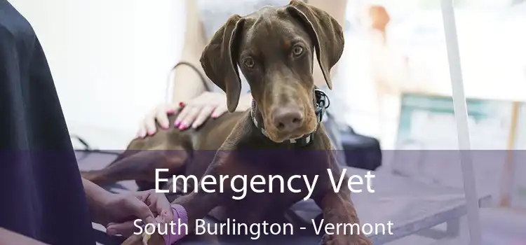 Emergency Vet South Burlington - Vermont