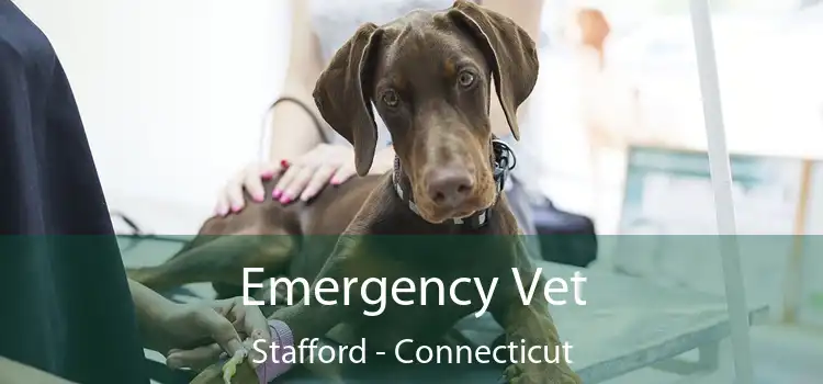 Emergency Vet Stafford - Connecticut