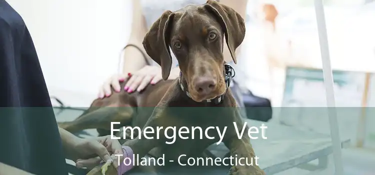 Emergency Vet Tolland - Connecticut