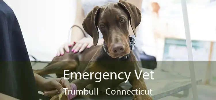 Emergency Vet Trumbull - Connecticut