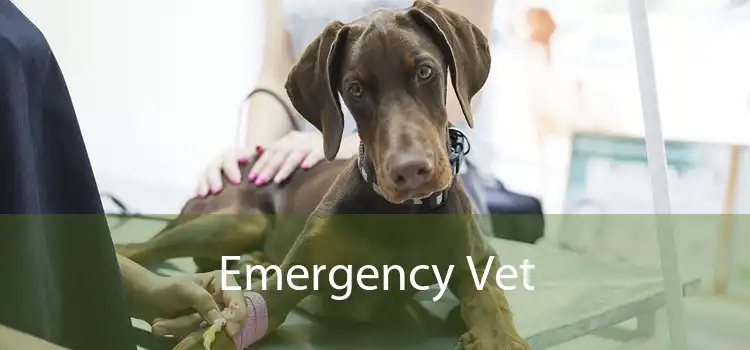 Emergency Vet 