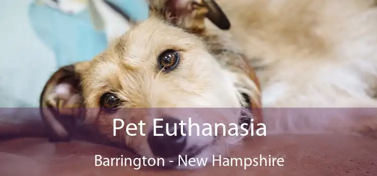 Pet Euthanasia Barrington - New Hampshire