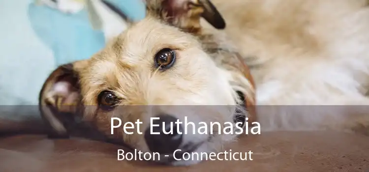 Pet Euthanasia Bolton - Connecticut