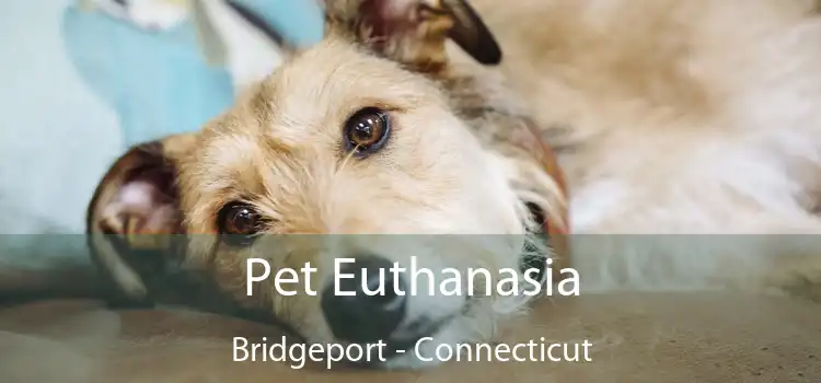 Pet Euthanasia Bridgeport - Connecticut