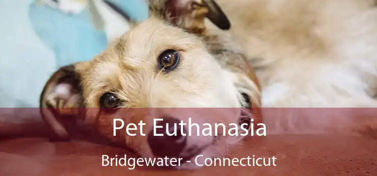 Pet Euthanasia Bridgewater - Connecticut