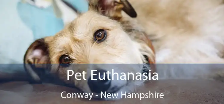 Pet Euthanasia Conway - New Hampshire