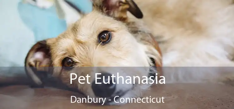 Pet Euthanasia Danbury - Connecticut